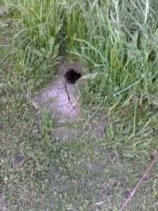 Vermin hole image