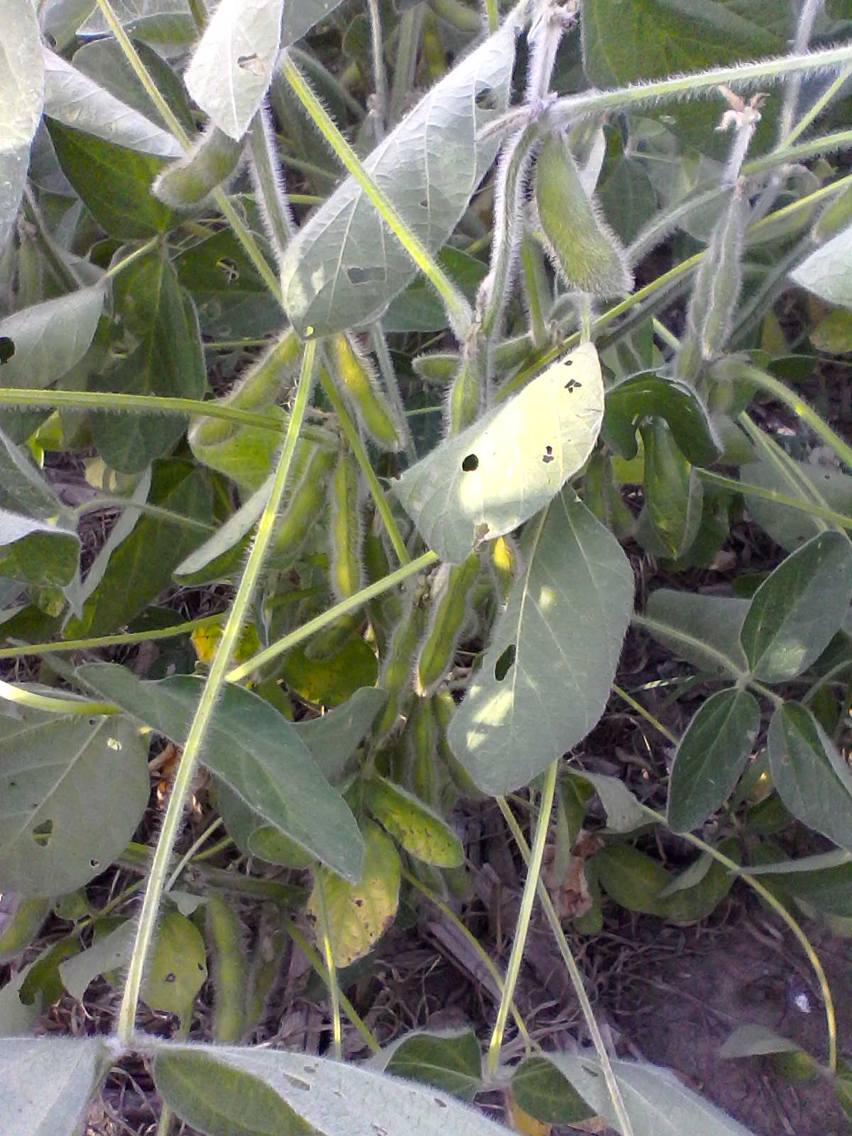 image of soybeans