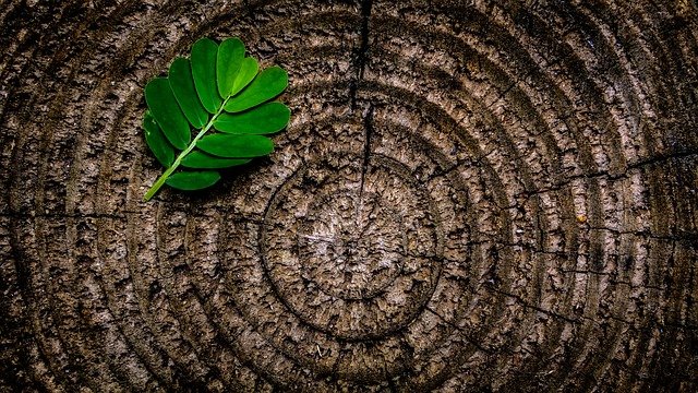 tree rings